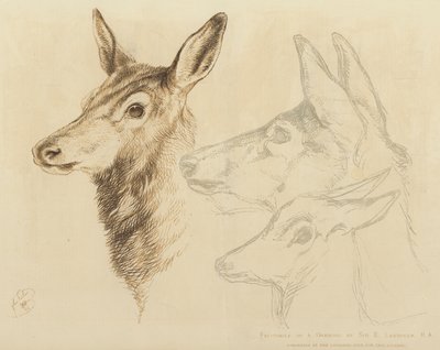 Faksimile einer Zeichnung von Sir E. Landseer, RA von Edwin Landseer